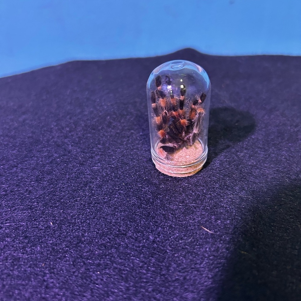 Decorative Preserved Tarantula in Glass Dome